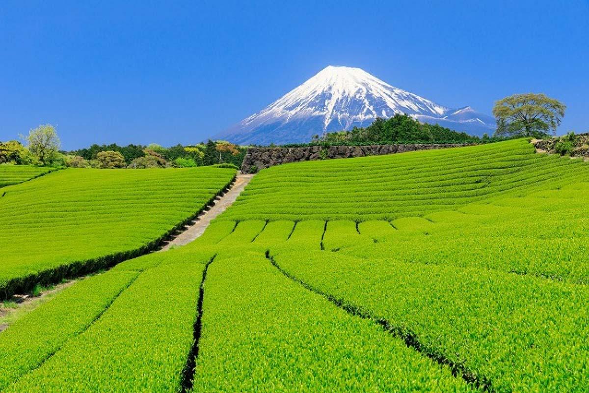 Японские чайные плантации