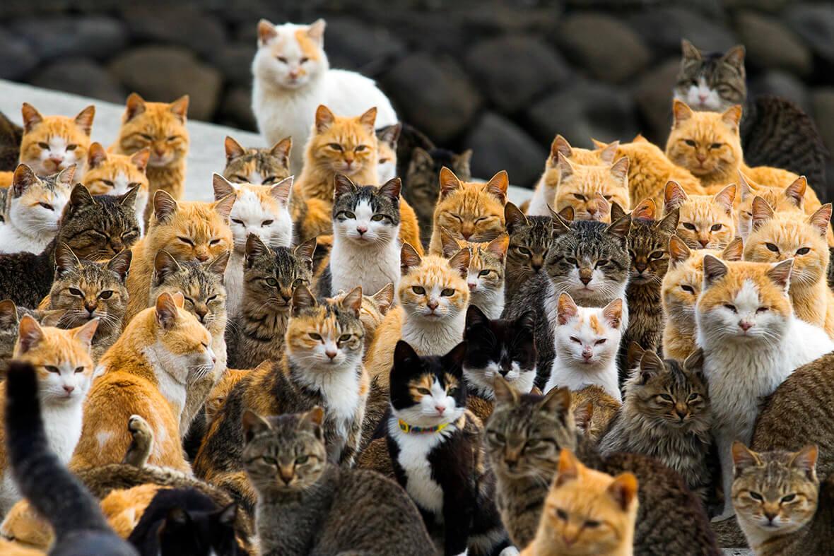 Многие японские кошки