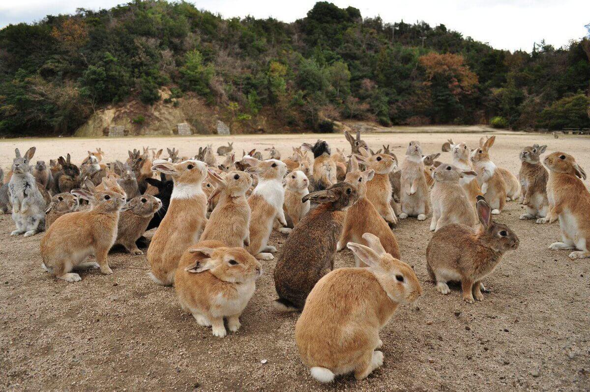 Многие японские кролики