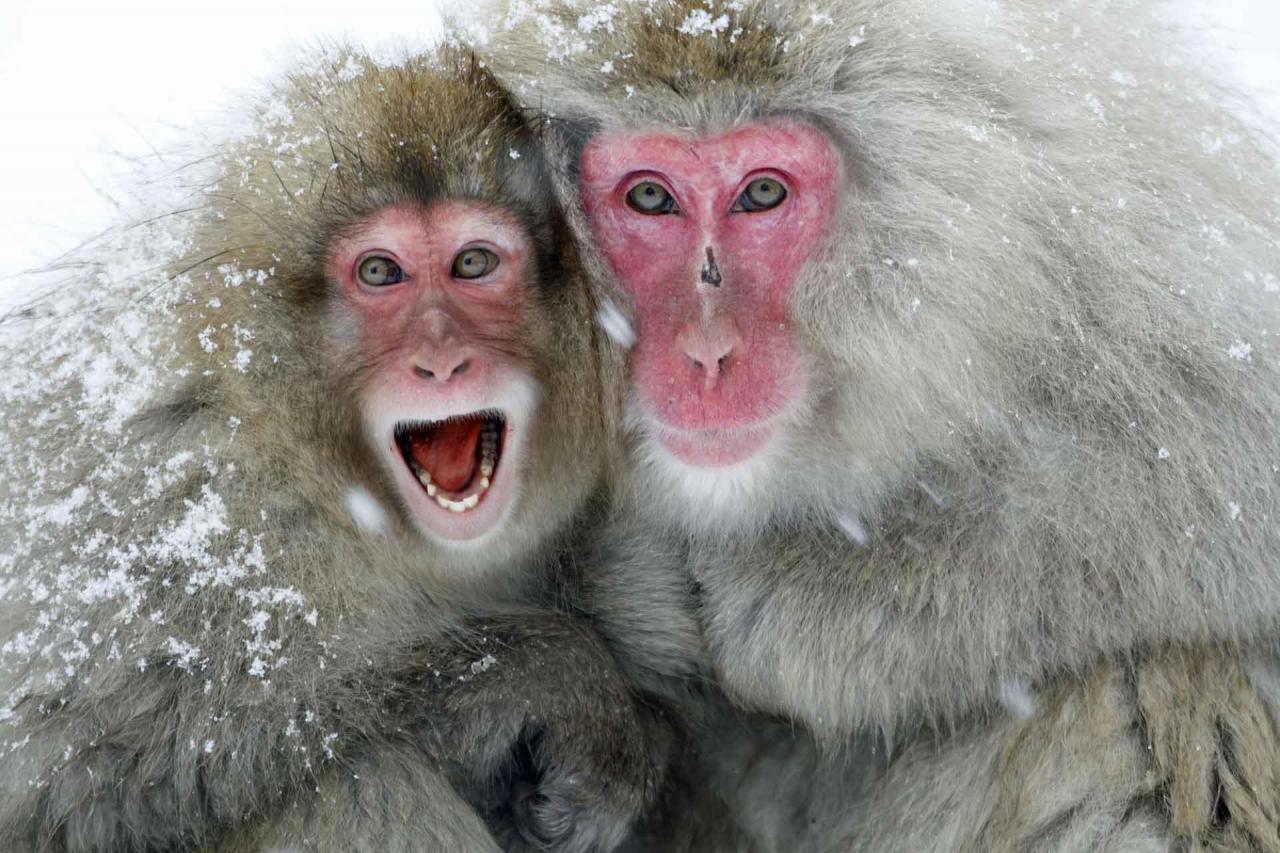 Замороженные обезьяны в Японии
